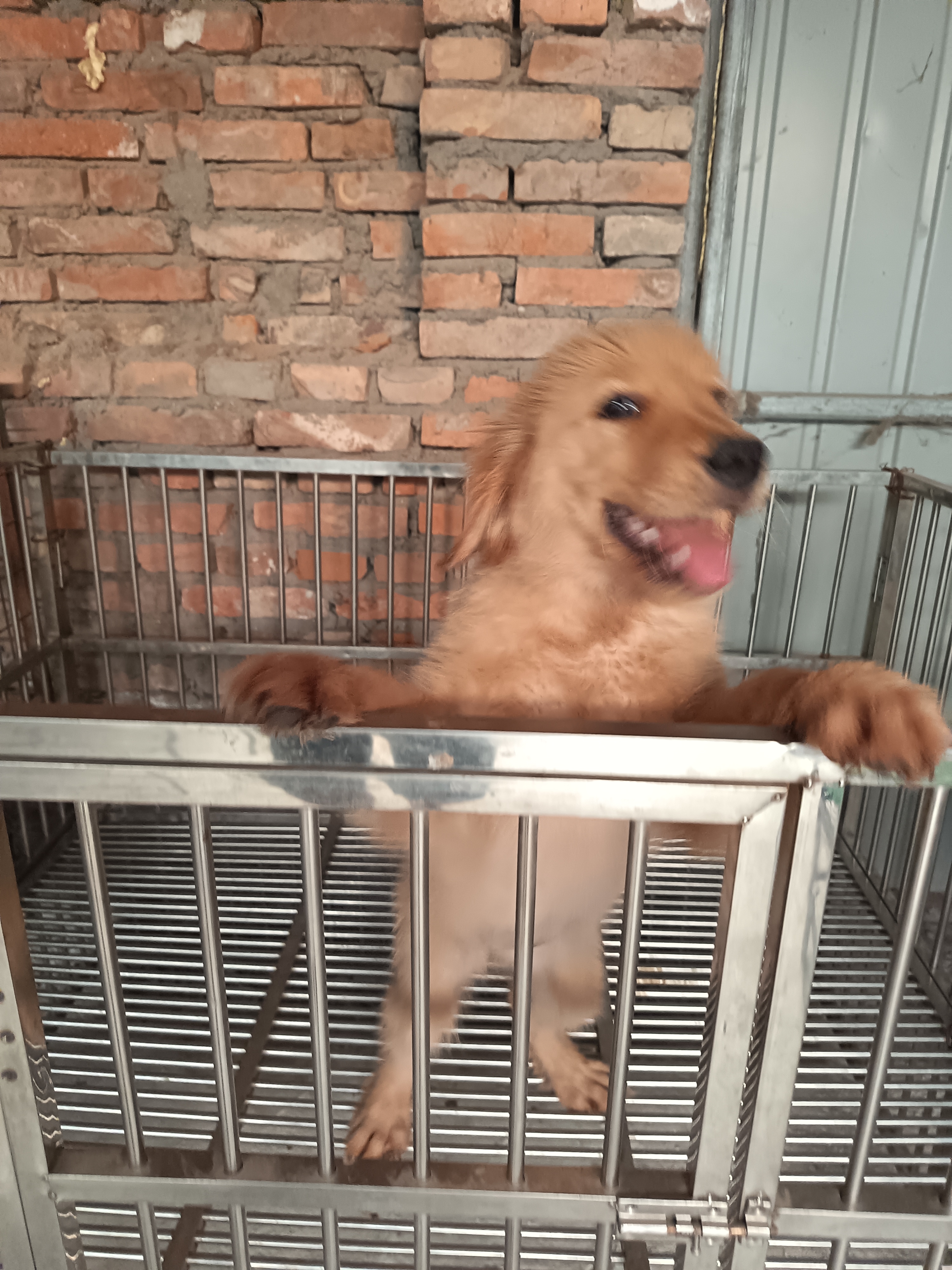 双血统 金毛 女宝